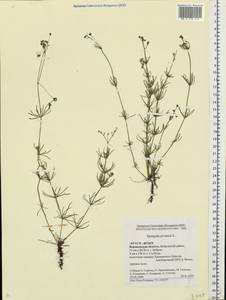 Spergula arvensis, Eastern Europe, Central forest-and-steppe region (E6) (Russia)