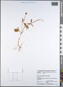 Ranunculus propinquus subsp. glabriusculus (Rupr.) Kuvaev, Siberia, Central Siberia (S3) (Russia)