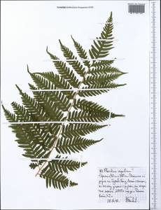 Pteridium aquilinum (L.) Kuhn, Africa (AFR) (Ethiopia)