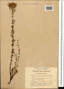 Hypericum scabrum L., Caucasus, Turkish Caucasus (NE Turkey) (K7) (Turkey)