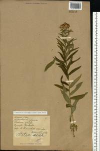Galatella sedifolia subsp. dracunculoides (Lam.) Greuter, Eastern Europe, North Ukrainian region (E11) (Ukraine)