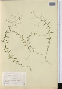Campanula aparinoides Pursh, Western Europe (EUR) (Finland)