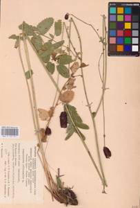 Sanguisorba officinalis L., Eastern Europe, Eastern region (E10) (Russia)