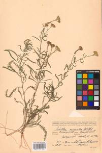 Achillea micrantha Willd., Eastern Europe, Lower Volga region (E9) (Russia)
