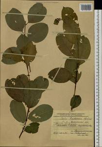 Salix abscondita Laksch., Siberia, Baikal & Transbaikal region (S4) (Russia)