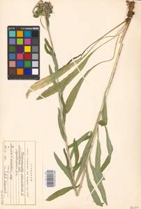 Campanula cervicaria L., Eastern Europe, Moscow region (E4a) (Russia)