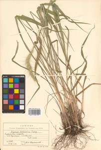 Campeiostachys dahurica (Turcz. ex Griseb.) B.R.Baum, J.L.Yang & C.Yen, Siberia, Russian Far East (S6) (Russia)