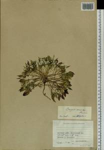 Askellia pygmaea (Ledeb.) Sennikov, Siberia, Yakutia (S5) (Russia)