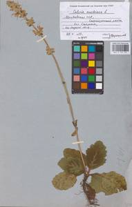 MHA 0 156 101, Salvia austriaca Jacq., Eastern Europe, Moldova (E13a) (Moldova)