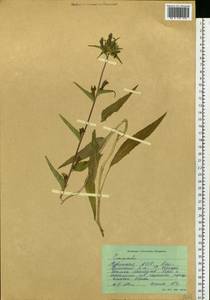 Campanula glomerata L., Siberia, Altai & Sayany Mountains (S2) (Russia)