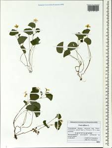 Viola biflora L., Siberia, Russian Far East (S6) (Russia)