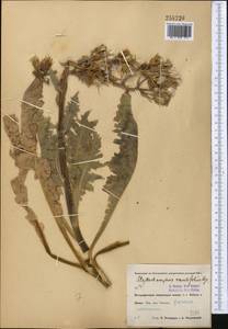 Lactuca crambifolia (Bunge) B. Fedtsch., Middle Asia, Pamir & Pamiro-Alai (M2) (Uzbekistan)