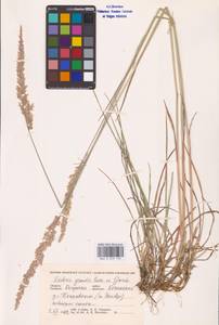 Koeleria pyramidata subsp. pyramidata, Eastern Europe, Central region (E4) (Russia)
