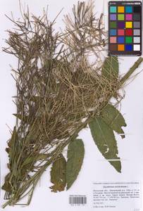 Sisymbrium strictissimum L., Eastern Europe, Moscow region (E4a) (Russia)