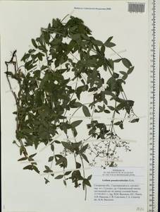 Galium pseudoboreale Klokov, Eastern Europe, Middle Volga region (E8) (Russia)