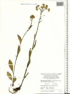 Tephroseris integrifolia (L.) Holub, Eastern Europe, Northern region (E1) (Russia)