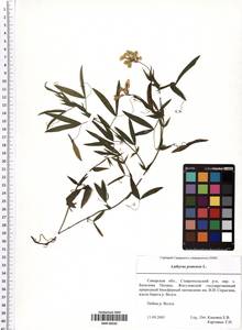 Lathyrus pratensis L., Eastern Europe, Middle Volga region (E8) (Russia)