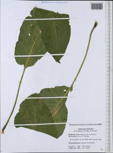 Armoracia rusticana P. Gaertn., B. Mey. & Scherb., Siberia, Baikal & Transbaikal region (S4) (Russia)