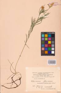 Lathyrus pallescens (M.Bieb.) K.Koch, Eastern Europe, North Ukrainian region (E11) (Ukraine)