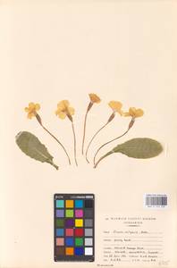 Primula vulgaris Huds., Western Europe (EUR) (United Kingdom)