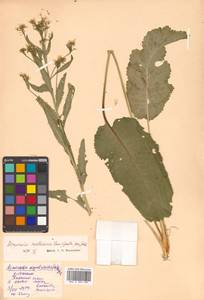 Armoracia rusticana G. Gaertn., B. Mey. & Scherb., Siberia, Russian Far East (S6) (Russia)