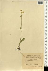 Tephroseris praticola (Schischk. & Serg.) Holub, Mongolia (MONG) (Mongolia)