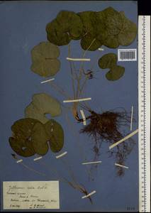 Plagiorhegma dubium Maxim., Siberia, Russian Far East (S6) (Russia)