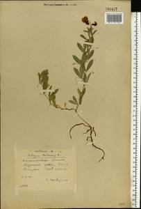 Lathyrus tuberosus L., Eastern Europe, South Ukrainian region (E12) (Ukraine)