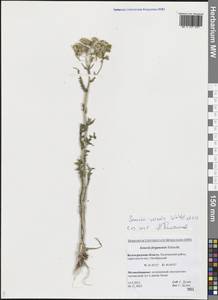 Senecio vernalis Waldst. & Kit., Eastern Europe, Lower Volga region (E9) (Russia)