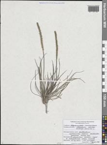 Plantago maritima L., Eastern Europe, Central forest-and-steppe region (E6) (Russia)