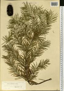 Abies sibirica Ledeb., Eastern Europe, Eastern region (E10) (Russia)