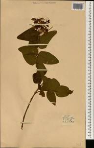 Hypericum calycinum L., Africa (AFR) (Spain)