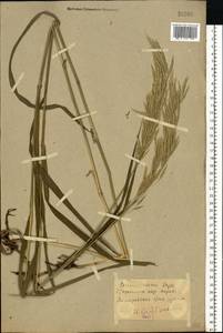 Bromus inermis Leyss., Eastern Europe, North Ukrainian region (E11) (Ukraine)