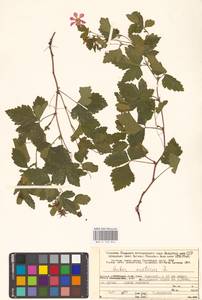 Rubus arcticus L., Eastern Europe, Northern region (E1) (Russia)