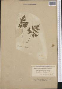 Cystopteris montana (Lam.) Desv., Western Europe (EUR) (Switzerland)