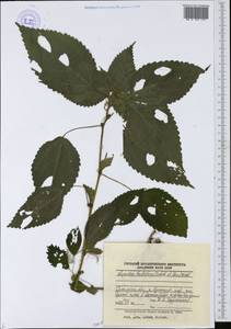 Laportea bulbifera (Siebold & Zucc.) Wedd., Siberia, Russian Far East (S6) (Russia)