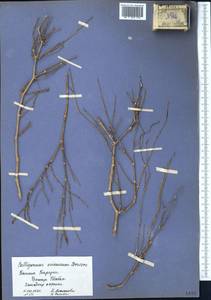 Calligonum ×macrocarpum I. G. Borshch., Middle Asia, Caspian Ustyurt & Northern Aralia (M8) (Kazakhstan)