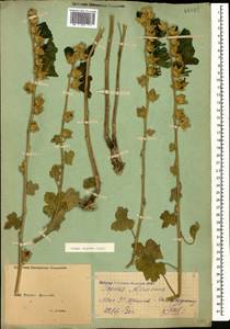 Alcea rugosa Alef., Caucasus, Armenia (K5) (Armenia)