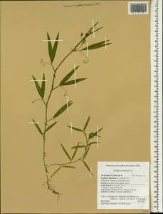 Lathyrus annuus L., South Asia, South Asia (Asia outside ex-Soviet states and Mongolia) (ASIA) (Cyprus)