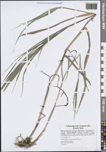 Calamagrostis purpurea (Trin.) Trin., Siberia, Russian Far East (S6) (Russia)