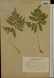 Dryopteris amurensis (Milde) Christ, Siberia, Russian Far East (S6) (Russia)