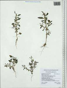 Oxybasis glauca (L.) S. Fuentes, Uotila & Borsch, Western Europe (EUR) (Italy)