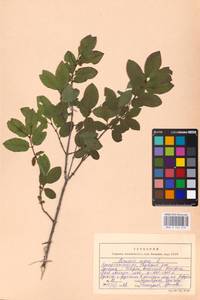 Lonicera nigra L., Eastern Europe, West Ukrainian region (E13) (Ukraine)