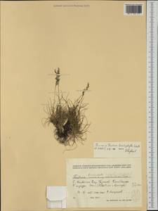 Festuca brachyphylla Schult. & Schult.f., Western Europe (EUR) (Norway)