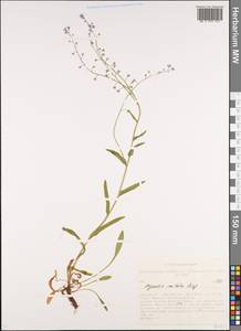 Myosotis imitata Serg., Siberia, Altai & Sayany Mountains (S2) (Russia)