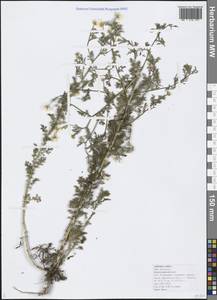 Anthemis cotula L., Caucasus, Black Sea Shore (from Novorossiysk to Adler) (K3) (Russia)