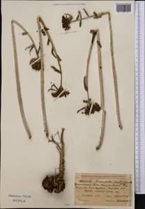 Rhodiola kirilowii (Regel) Maxim., Middle Asia, Northern & Central Tian Shan (M4) (Kyrgyzstan)