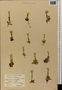 Gentiana verna subsp. oschtenica (Kuzn.) J. J. Halda, Caucasus, Krasnodar Krai & Adygea (K1a) (Russia)