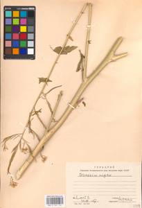 Brassica nigra (L.) W.D.J. Koch, Eastern Europe, Moscow region (E4a) (Russia)