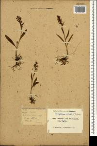 Dactylorhiza viridis (L.) R.M.Bateman, Pridgeon & M.W.Chase, Caucasus, Krasnodar Krai & Adygea (K1a) (Russia)